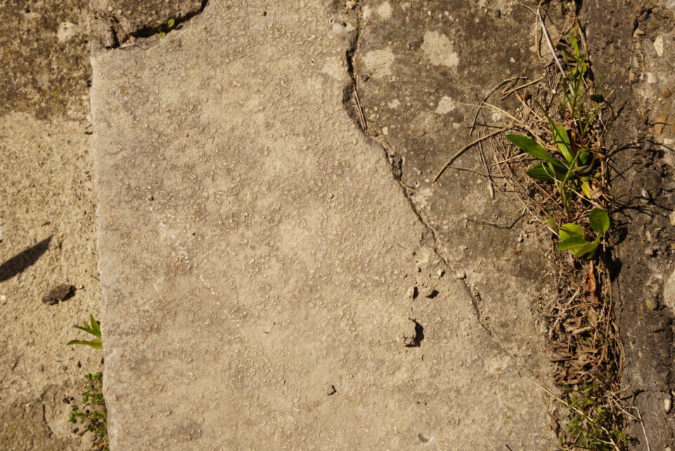 Nahaufnahme einer verwitterten und rissigen Betonoberfläche mit Ausbrüchen. Rechts wachsen Gras und kleine Pflanzen aus den Fugen.