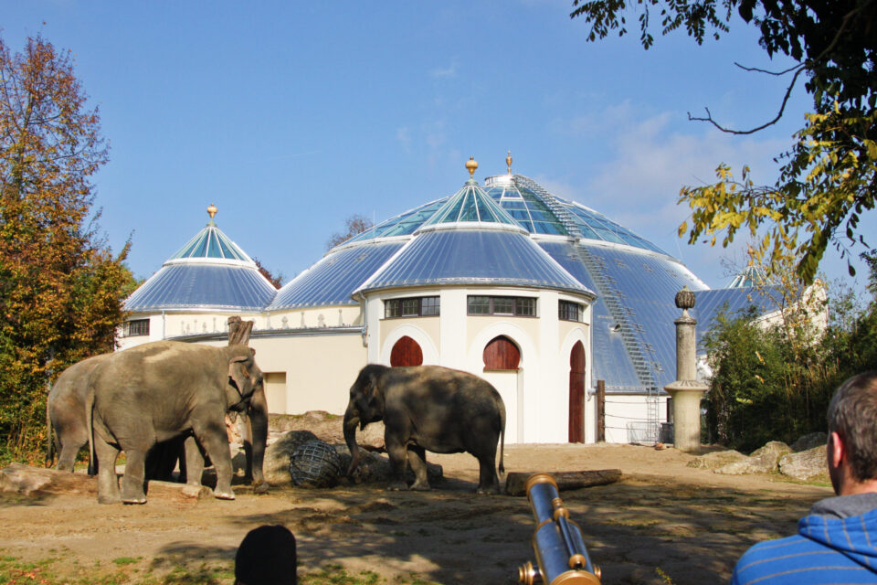 Zwei Elefanten in einem Außengehege mit einem großen, kuppelförmigen Gebäude mit Glasdächern und weißen Wänden im Hintergrund; umgeben von Bäumen und Pflanzen, rechts im Vordergrund eine Person mit blau gestreiftem Shir