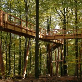 Das Bild zeigt einen hölzernen Steg, der erhöht durch einen Wald führt und von hohen Holzpfeilern getragen wird. Der Weg ist beidseitig mit Geländern gesichert und scheint Teil eines größeren Netzwerks zu sein, etwa für Naturbeobachtung oder einen Erlebnispark. Umgeben ist die Anlage von dichtem Baumbestand und Laub am Waldboden.
