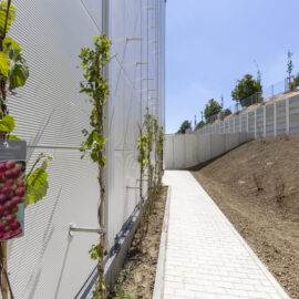 Das Bild zeigt einen Weg aus hellen Pflastersteinen entlang einer Gebäudewand aus Metall. Links am Weg wachsen junge Weinreben an Drahtgestellen, eine davon ist mit einem Schild mit der Aufschrift „Weintraube“ und einem Traubenbild versehen. Rechts des Weges befindet sich ein trockener Hang mit spärlicher Vegetation und einer Betonmauer am oberen Ende.