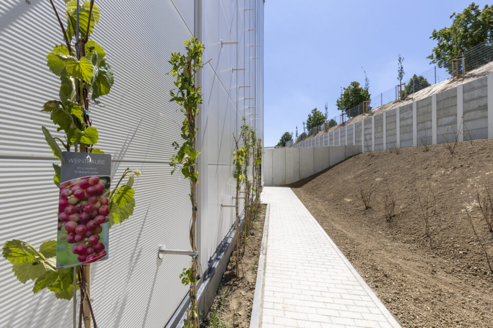Das Bild zeigt einen Weg aus hellen Pflastersteinen entlang einer Gebäudewand aus Metall. Links am Weg wachsen junge Weinreben an Drahtgestellen, eine davon ist mit einem Schild mit der Aufschrift „Weintraube“ und einem Traubenbild versehen. Rechts des Weges befindet sich ein trockener Hang mit spärlicher Vegetation und einer Betonmauer am oberen Ende.