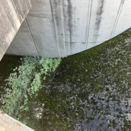 Das Bild zeigt eine Betonstruktur mit einer gebogenen Wand. Die Oberfläche der Wand und der Boden darunter sind mit grünem Moos und anderer Vegetation bedeckt. Die feuchte Umgebung begünstigt das Pflanzenwachstum.