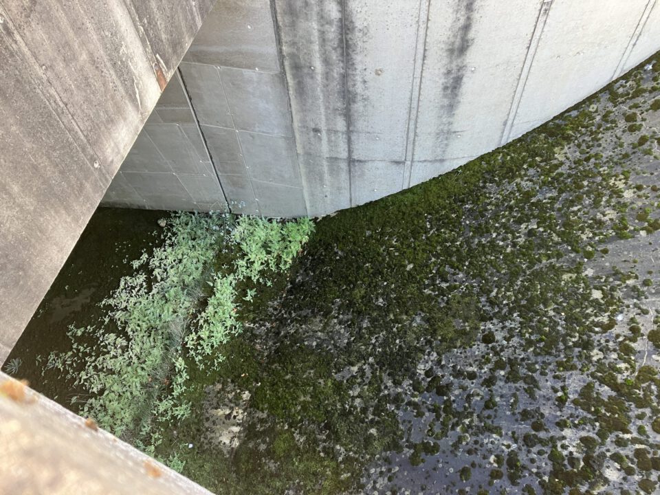 Das Bild zeigt eine Betonstruktur mit einer gebogenen Wand. Die Oberfläche der Wand und der Boden darunter sind mit grünem Moos und anderer Vegetation bedeckt. Die feuchte Umgebung begünstigt das Pflanzenwachstum.