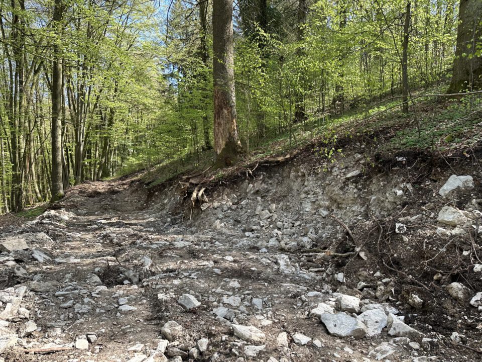 Das Bild zeigt einen bewaldeten Bereich mit einem unbefestigten Weg, der durch Erosion oder Eingriffe gestört wurde. Der Weg ist mit Steinen und Geröll bedeckt, rechts befindet sich ein steiler Abhang mit freigelegtem Erdreich. Sonnenlicht fällt durch das Blätterdach und erzeugt Licht- und Schattenmuster auf dem Boden.