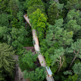 Das Bild zeigt eine Luftaufnahme eines hölzernen Stegs oder einer Brücke, die sich durch einen dichten, grünen Wald schlängelt. Der Steg ist erhöht und ermöglicht Spaziergänge in Höhe der Baumwipfel. Menschen oder Tiere sind nicht zu sehen.